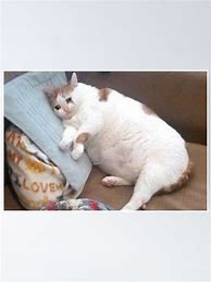 Image result for Huh Meme Fat Cat