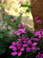 Image result for Magenta Stock Flower