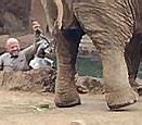 Image result for Zookeeper Elephant