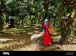 Image result for Palm Oil Workers