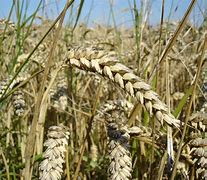 Image result for Wheat Allergy
