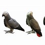 Image result for Congo African Grey Parrot