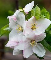 Image result for Mountain Apple Blossoms Hawaii