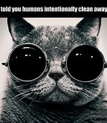 Image result for Funny Cat Screensavers