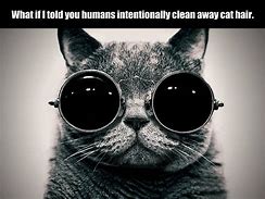 Image result for Laser Cat Memes Funny