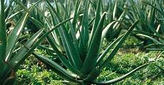 l aloe la delle piante terapeutiche l aloe la delle piante terapeutiche