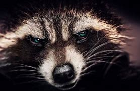 Image result for Raccoon Bad Ass Wallpaper