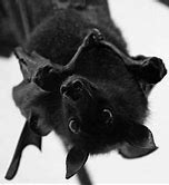 Image result for Fuzzy Bat