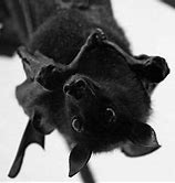 Image result for White Fluffy Bat
