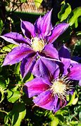 Image result for Purple Clematis Cut Flower