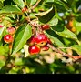 Image result for Little Red Apple Fruit Plants