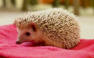 Image result for Pet Hedgehog Facts