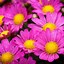 Image result for Pink Green Yellow Flower Background