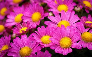Image result for Pastel Pink with Yellow Flower