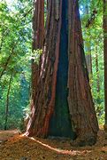 Image result for Californian Redwood