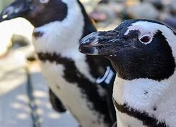 Image result for Zoo Penguin