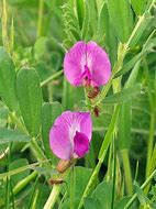 Image result for Common Vetch