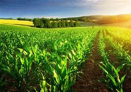 Image result for Green Agriculture