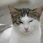 Image result for Silly Cat 1080X1080