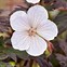 Image result for Geranium pratense Black n White