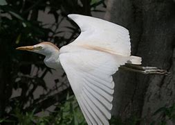 Image result for Bubulcus ibis
