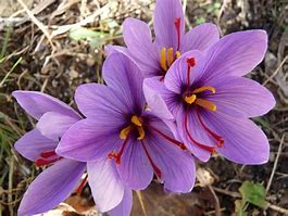 Image result for Crocus sativus