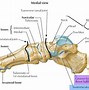 Image result for Lateral Foot Anatomy