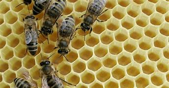 Image result for Bee Human Phobia