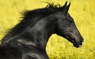 Image result for Black Horse Head