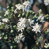 Image result for Heptacodium miconioides