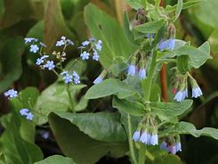 Image result for Symphytum azureum