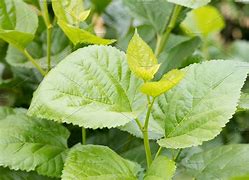 Image result for Mulberry Leaf Shape