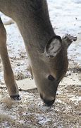 Image result for Deer Surviving