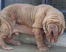 Image result for Hercules Mastiff