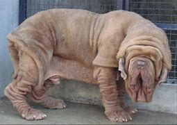 Image result for Hercules Mastiff