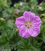 Image result for GERANIUM sanguineum Canon Miles