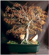 Image result for Bonsai Tree Moss