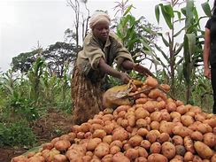 Image result for Potato Farming