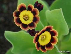 Зображення, знайдене за запитом "Primula auricula The Sneep"