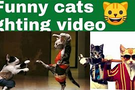 Image result for Funny Cat Clips