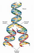 Image result for DNA Replication Structure