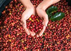 Image result for Red Cherry Coffee