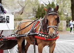 Image result for New York Carrige Horse