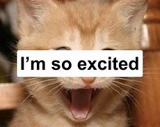 Image result for Excited Cat Meme No Words