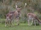 Image result for Deer Lumps
