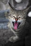 Image result for Yawn Kitty