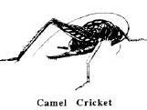 Image result for Spotted Camel Cricket