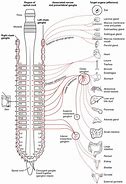 Image result for Spinal Cord Anatomy Chart