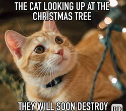 Image result for Christmas Cat Memes
