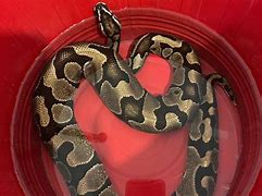 Image result for Python Snake